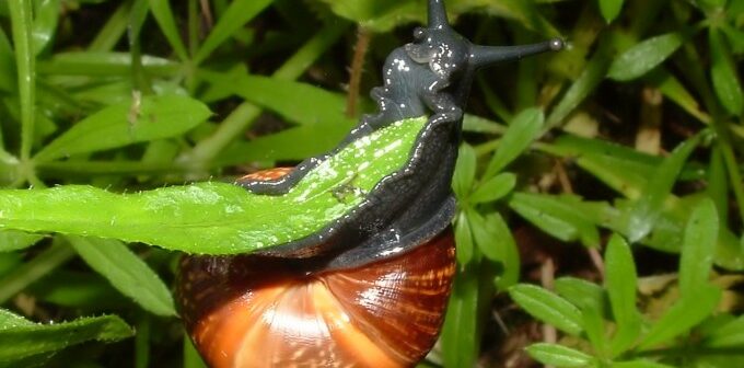 Pfluglose Bodenbearbeitung: Vor- und Nachteile