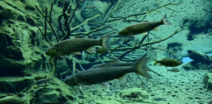 Rio Doce: Brasiliens Fluss vor dem Aus?