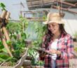 Rooftop Farming: Technik, Trends und warum uns die Landwirtschaft aufs Dach steigt ( Foto: Adobe Stock - Odua Images )