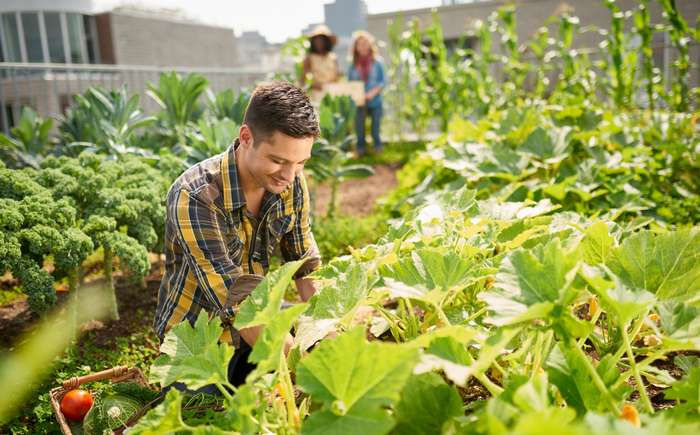 Rooftop Farming, das auch unter dem deutschen Namen „Dachlandwirtschaft“ bekannt ist, kann den Zugang zu Nahrungsmitteln für viele Menschen der Erde sicherstellen. ( Foto: Adobe Stock - AYAimages ) 