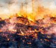 Climate Connect Digital: Temperatur in Zentralindien wird um 1,2°C steigen, verheerende Waldbrände sind die Folge ( Foto: Adobe Stock - m.mphoto_)