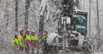 Baumfällarbeiten im Harly: Sicherheit für Wanderer und (Foto: Niedersächsische Landesforsten)