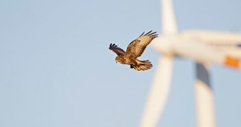 NABU Berlin fordert alternative Lösungen zur (Foto: AdobeStock - Bouke 486962735)