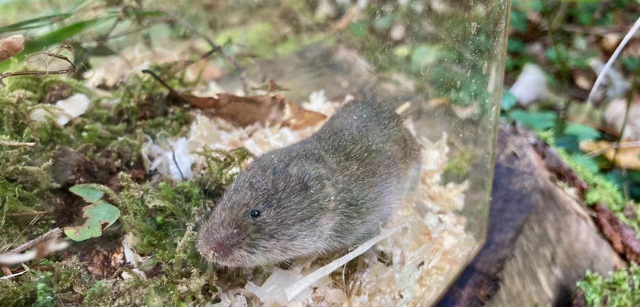 Sensationelle Wiederentdeckung: Bayerische Kurzohrmaus nach 60 Jahren (Foto: David Stille, Stille NATUR)