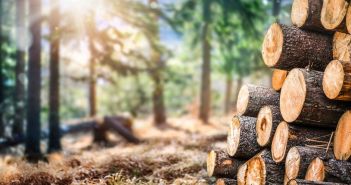 Holzverpackungen: Nachhaltig, vielseitig und (Foto: AdobeStock - Milan 333211929)