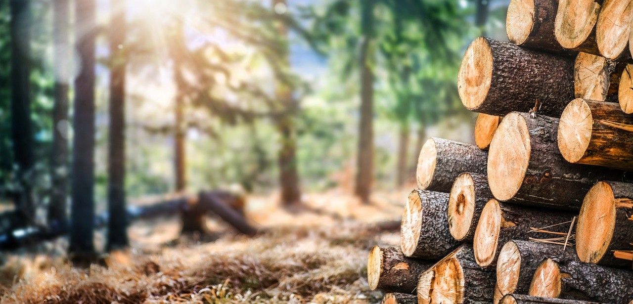 Holzverpackungen: Nachhaltig, vielseitig und (Foto: AdobeStock - Milan 333211929)