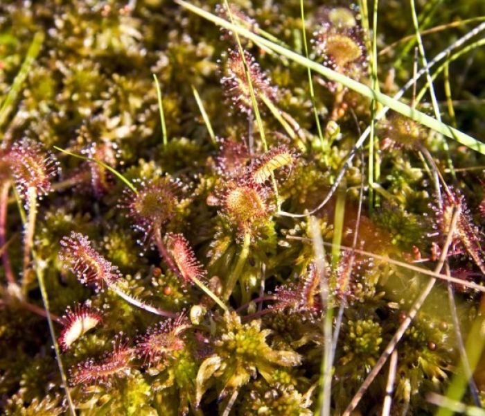 Sonnentau Erlebnisweg Totes Moor (Foto: Region Hannover; Christian Stahl)