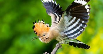 Junger Naturfotograf Bonzheim verbindet Fotografie Wissenschaft und regionalen (Foto: Hannes Bonzheim)